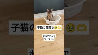 子猫の寝落ち姿が可愛すぎる…！ #shorts