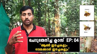 ചെറുതേനീച്ച ക്ലാസ് EP:04 | Cherutheneecha Class:04 | ആണീച്ചയും വേലക്കാരി ഈച്ചകളും | Stingless bee