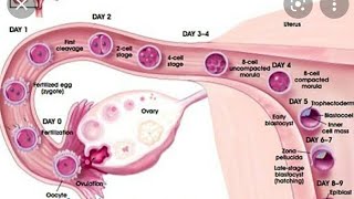 fertilization in Human #joining of ova and sperm