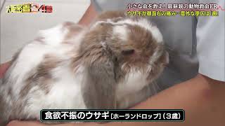 小さな命を救え！最新鋭の動物救命ER