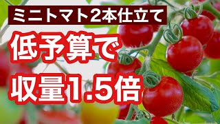 【ミニトマト栽培】お金をかけずに収量1.5倍！2本仕立てを失敗しない方法を解説します