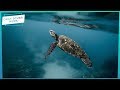 Turtles Attracted To Smell Of Plastic | Daily Scuba News (w/ Shaun)