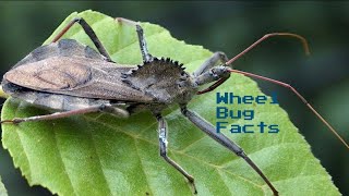 Wheel Bug Facts