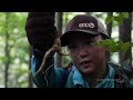 harbor house life wild ginseng hunting in the appalachian mountains