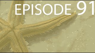 Episode 91 - Echinoderms