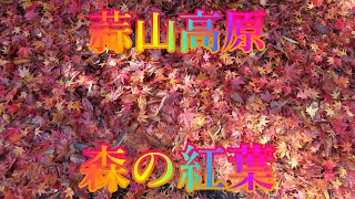 朝霧の季節 11月20日 水曜 晴れ 観光気分 #蒜山高原 森の紅葉 日本 岡山県真庭市蒜山上福田 白樺の丘駐車場 @WalkingYoshi