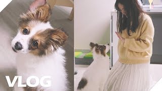 VLOG #36🐶 유기견 버터와의 만남 (feat.비미니)  | 배희 일상 vlog