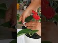 o çiçek ordan açmış bu çiçek burdan açmış çiçek anthurium anthuriumplant flamingo plants