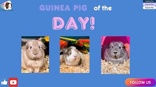 Guinea pig of the day!