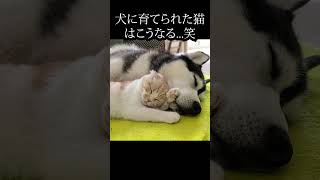 犬に育てられた猫はこうなります...笑#shorts #猫