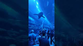 Aquarium Dubai Mall | best place to visit in dubai | shark in Aquarium | underwater zoo Dubai