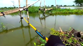 Gak nyangka! Rezekiku tahun 2025 ini, Mancing disungai pinggir tambak jebol panen ikan mas