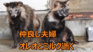 【安らかに】仲良し夫婦のミルクとオレオ（ホンドタヌキ）とべ動物園にて