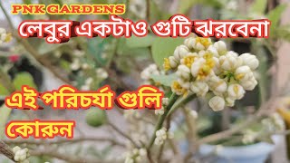 How to stop lemon fruit drop ! লেবুর একটাও গুটি ঝোরবেনা  ,