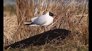 Black-Headed Gull (Chroicocephalus Ridibundus) - Lachmöwe