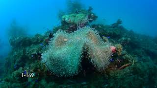 Truk Lagoon ship wreck diving with Odyssey Adventures and Perth Scuba