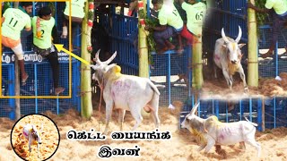 வீரர்களை பதறவிட்ட காளை கெட்ட பையன்க இவன் திருச்சி மாவட்டம் ஜல்லிக்கட்டு||Jallikattu video/Jallikattu