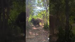 මින්නේරිය ජාතික වනෝද්‍යානයේ දුලබ දසුනක් 🐘🏞️🚙 \