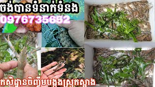 #វិធីអោយចំណីបង្កង និងកូនបង្កងអូស្រ្តាលីទឹកសាប Crayfish មានលក់កូនបង្កងតំលៃ ១៥០០/3000