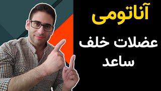 آناتومی عضلات خلف ساعد دست