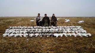 Spring Snow Goose Hunting 2014...116 bird day