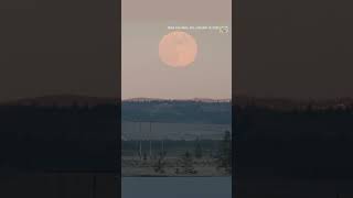 Did you spot the full wolf moon rising? | #shorts #fullmoon #calgary