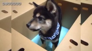 黒柴犬の子犬がお家にやってきた♪ Kuro Shiba Inu Pappy Japanese Dog