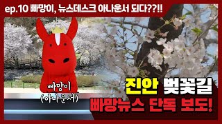 [빨간망아지 빠망] EP10 랜선 벚꽃구경, 빠망이가 현장중계하는 진안 벚꽃길로 떠나보시죠!!!