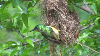 Collared sunbird: Building a home