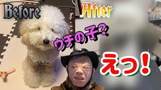 【愛犬トリミング】ビフォーアフター？うちのトイプードルが激変！