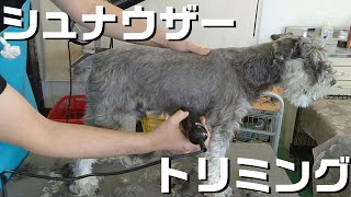 【トリミング】５倍速でわかる！ミニチュアシュナウザーのトリミング【３０５時間目】　|　(5Xspeed)Trimming for Miniature Schnauzer