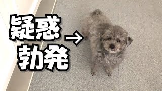 ゆずにとある疑惑が浮上したので解明してみた！