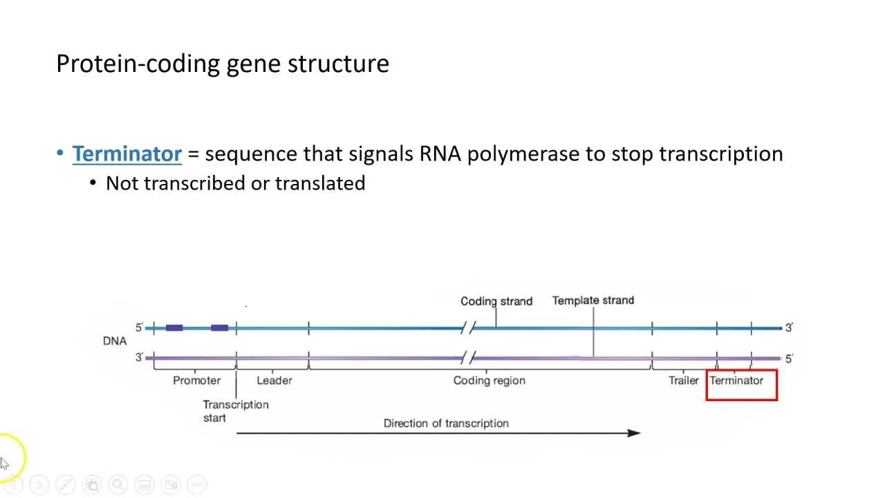 Structure Of Protein-Coding Genes - YouTube