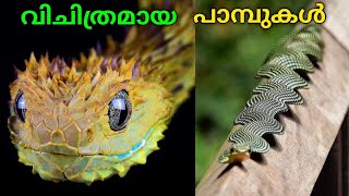 വിചിത്രമായ 10 പാമ്പുകൾ | World's 10 Strangest Snakes | Fun \u0026 Facts Malayalam