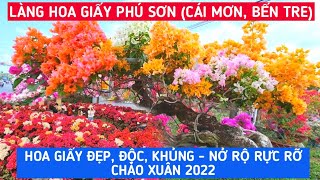 LÀNG HOA GIẤY PHÚ SƠN, CÁI MƠN Rực Rỡ Chào Xuân 2022 - Thiên Đường Hoa Giấy Hút Người Tham Quan|KPVL