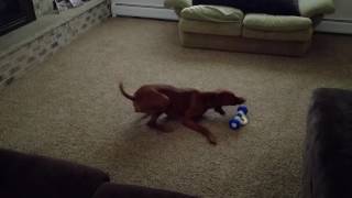 Data and his GoBone