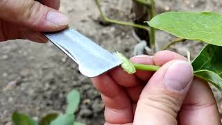 AVAKADO FİDANI AŞILAMA ( How to graft an avocado seedling.)