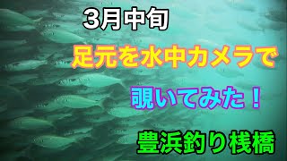 3月の豊浜釣り桟橋の足元を水中カメラで覗いてみた 知多半島