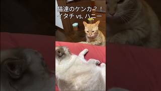 猫達のケンカ？！イタチ　vs. ハニー #Shorts