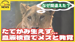 一体なぜ？「小さいうちに判定すると間違う可能性ある」円山動物園のライオン「クレイ」メスと判明