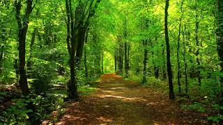 Forest walk & Relaxing Music I Beautiful Nature