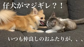 仔犬と仔猫が大喧嘩？！『エアはるHOUSE』子犬と子猫の同時飼い#チワワの日常 #子猫保護 #こいぬ #こねこ #保護猫 #カゴ＃仔猫＃子猫#子犬