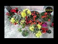 golden penda xanthostemon chrysanthus first love plant care by garden gyan