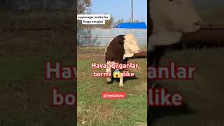 Havas qilganlar like bosamiz #molboqish #hokiz #animals #qoyboqish #mol #bull #molbozor #buqaboqish