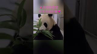 ❤️🐼大熊猫宝宝乐宝和爱宝的浪漫爱情故事被很多人喜欢着🥰Many people like the love story of pandas Aibao and Le Bao🥳🤩 🎶song