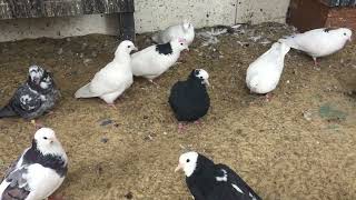 #Pigeons.Что такое порода голубей.