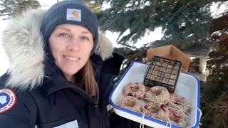 DIY Suet Cakes for Hungry Wild Birds \u0026 Backyard Chickens (extra protein for winter!)