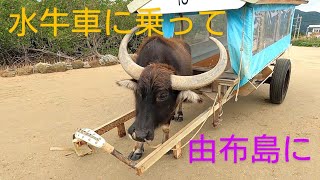 水牛車に乗って由布島へ