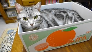 真冬の猫にみかん箱(爪とぎ) お寛ぎ編