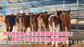 养牛真的那么容易实现致富的目标么？细数一下养牛失败的几种原因